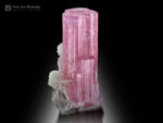 Tourmaline with Albite from Afghanistan