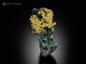 A striking, rare specimen featuring brilliant crystalline native gold perched on a contrasting matrix of deep green malachite.