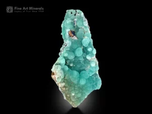 Elongated Afghan specimen showing teal botryoidal aragonite with vivid blue azurite accents on matrix.