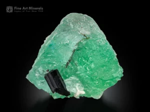 Green gemmy fluorite crystal with black schorl showing strong contrast and high luster.