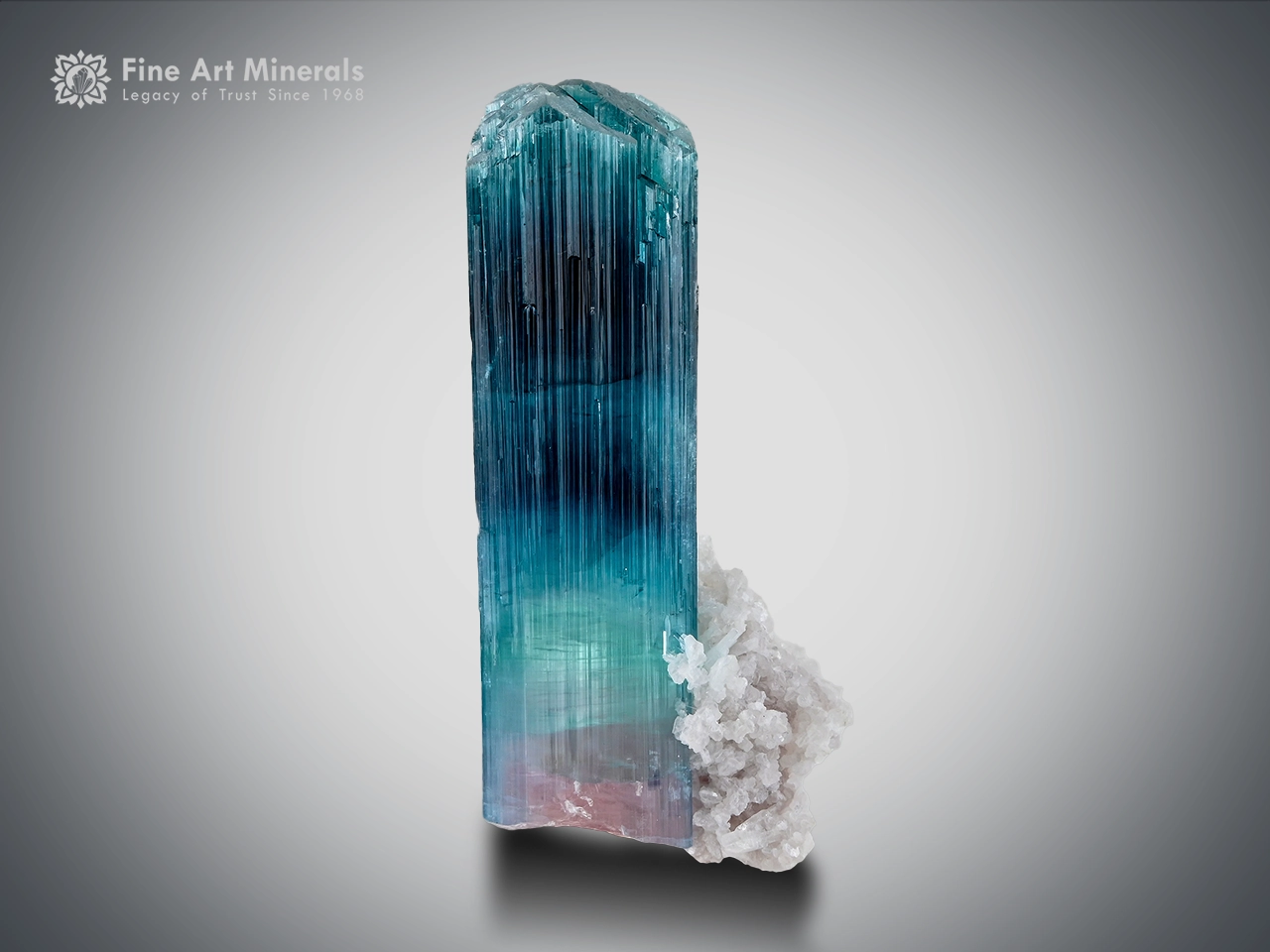 Indicolite tourmaline crystal showing shades of blue with a pink base on lepidolite matrix.