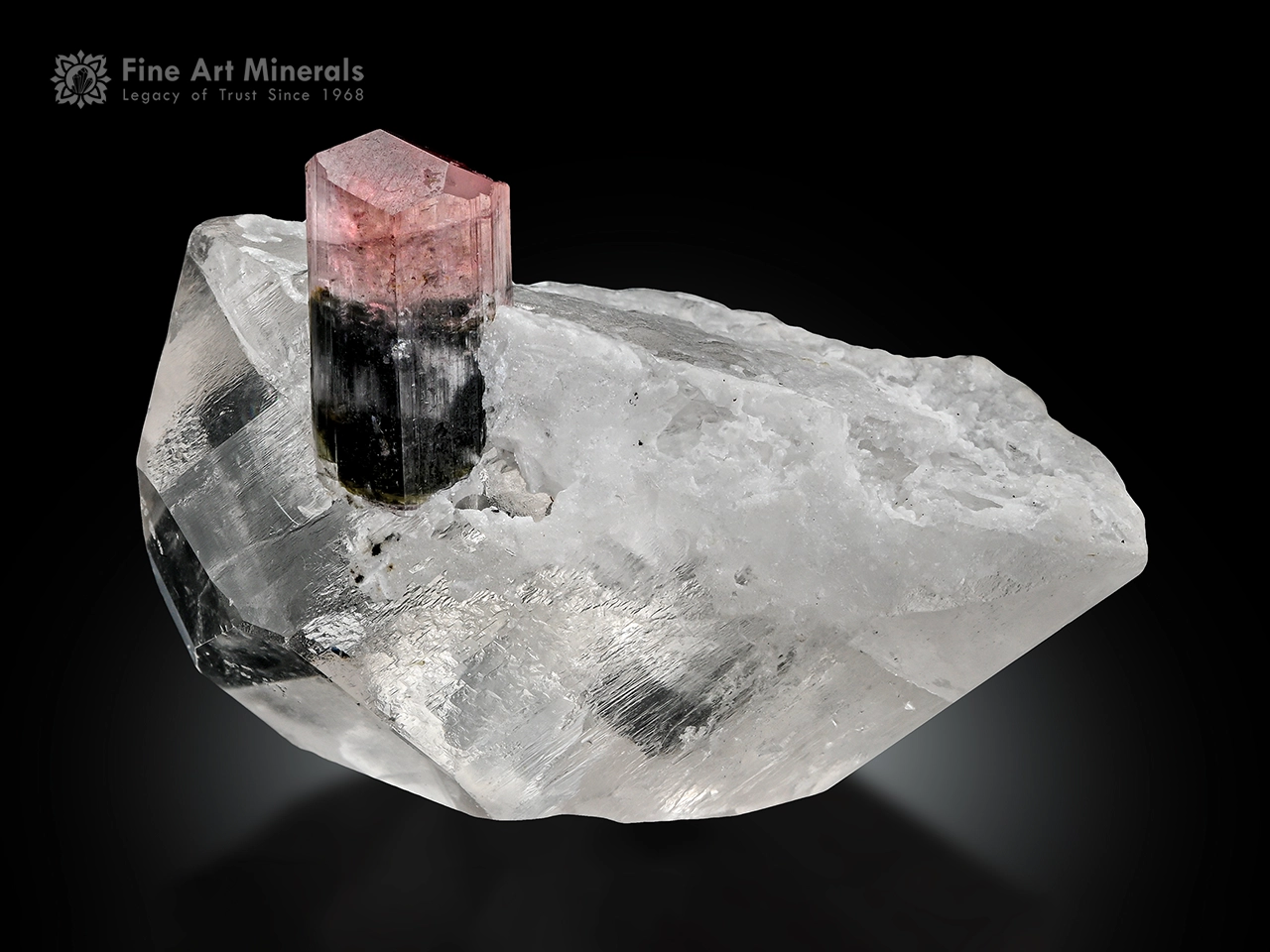 Bi-colored tourmaline crystal with pink and green zoning on a clear quartz matrix.
