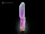 12.5 cm Kunzite crystal from Afghanistan showing violet-pink to lavender color zoning, etched termination, and vertical striations on a black background.