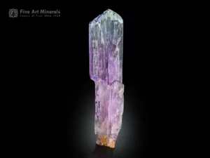 12.5 cm Kunzite crystal from Afghanistan showing violet-pink to lavender color zoning, etched termination, and vertical striations on a black background.