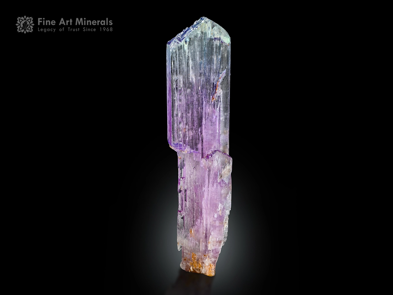 Kunzite Crystal Spodumene Var., Afghanistan 12.5 cm Kunzite crystal from Afghanistan showing violet-pink to lavender color zoning, etched termination, and vertical striations on a black background.