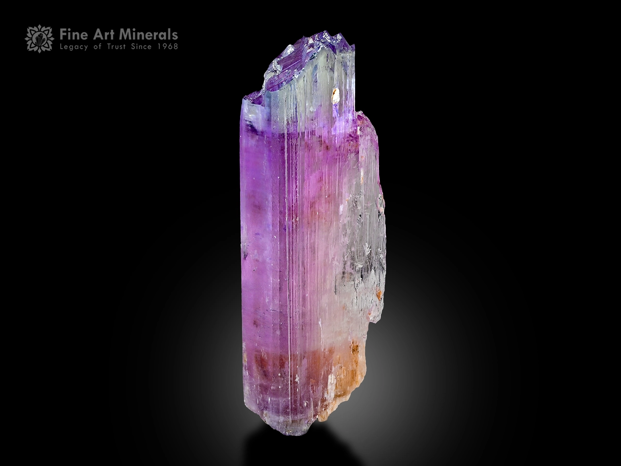 Kunzite crystal from Afghanistan with deep violet-pink color, etched termination and glassy clarity on a black background.