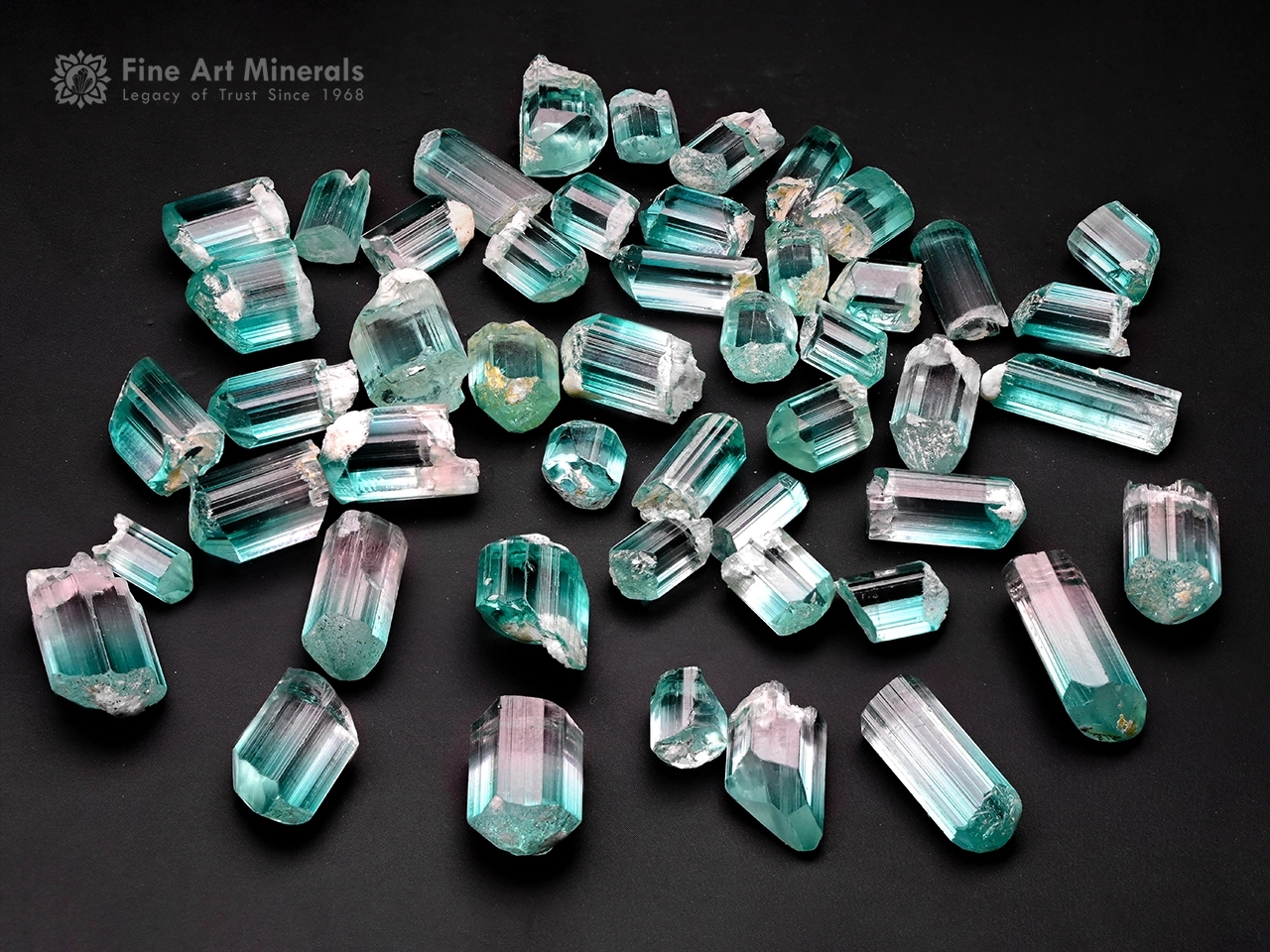 Lot of bi-color tourmaline crystals showing pink to lagoon-blue color zoning with good transparency and luster