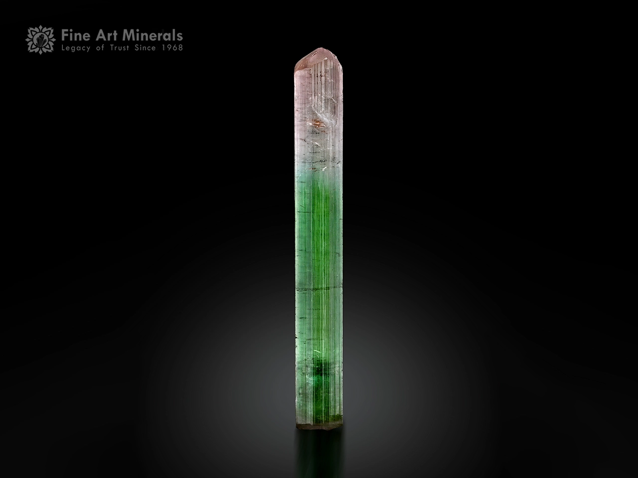 Natural bi-color tourmaline crystal with green and pink color zoning, sharp termination, and superb vertical striations.