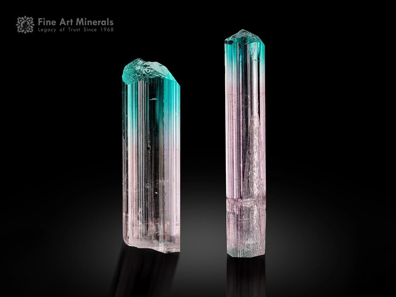 Gem-quality bi-color tourmaline crystals from Afghanistan with pink and mint-green color zoning, sharp terminations, and excellent transparency.