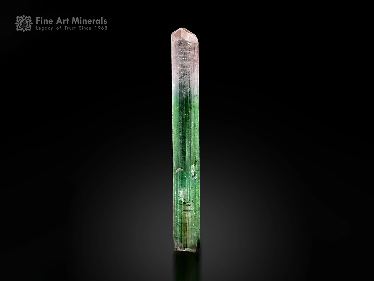 Doubly terminated tourmaline crystal displaying superb green and pink colors with pointed terminations.