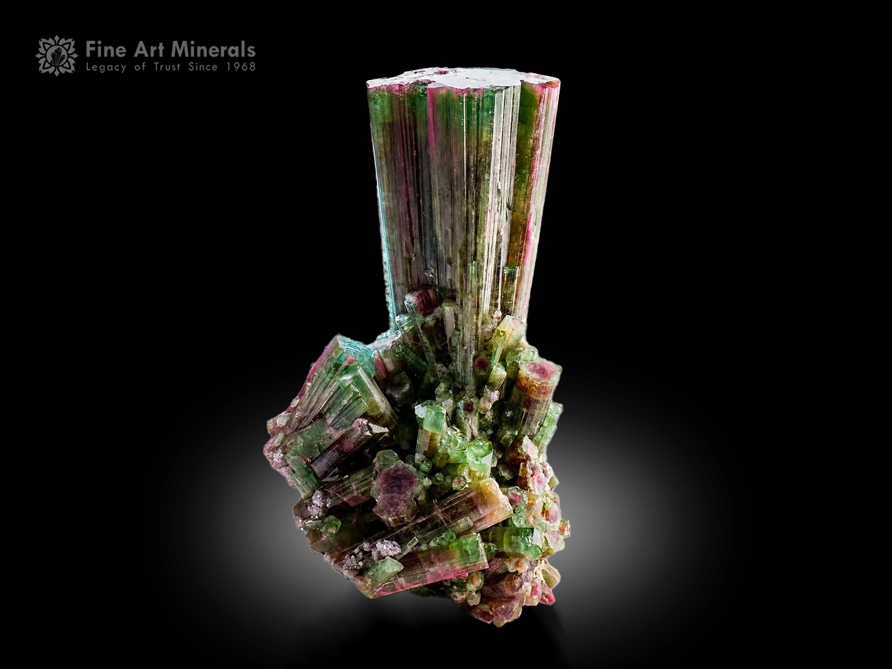 Large green and pink Tourmaline specimen from Cuziro Mine, Brazil, featuring a massive central crystal surrounded by beautifully terminated Tourmaline crystals.